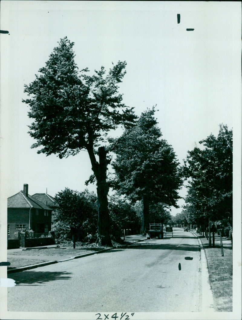 A view of the Five Mile Drive showing the chimney which has since been felled. - Vintage Photograph