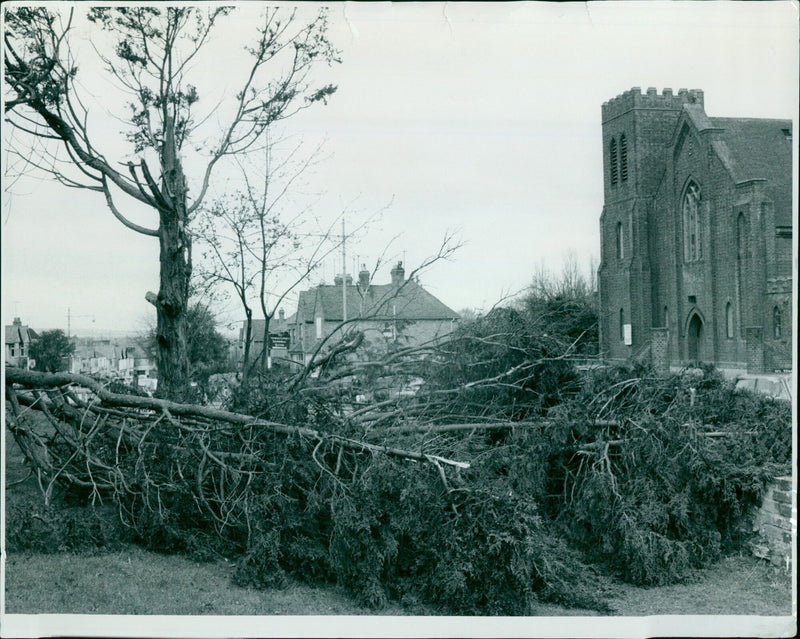 A tree blown down by strong winds in Oxford Road, Cowley. - Vintage Photograph