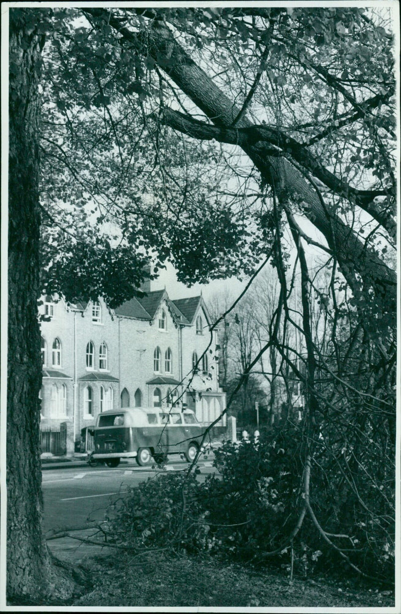 Heavy bough breaks due to high winds. - Vintage Photograph