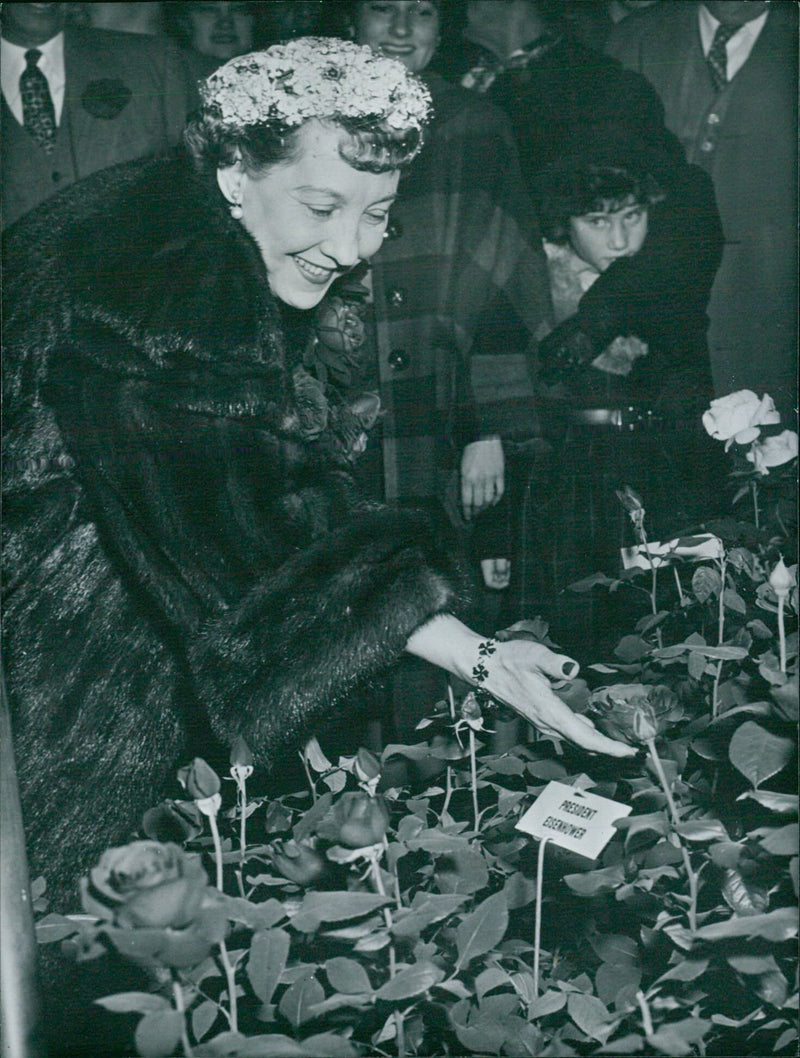 Mrs. Mamie Eisenhower, wife of President Dwight Eisenhower, inspects "President Eisenhower" roses at a flower show in Washington. - Vintage Photograph