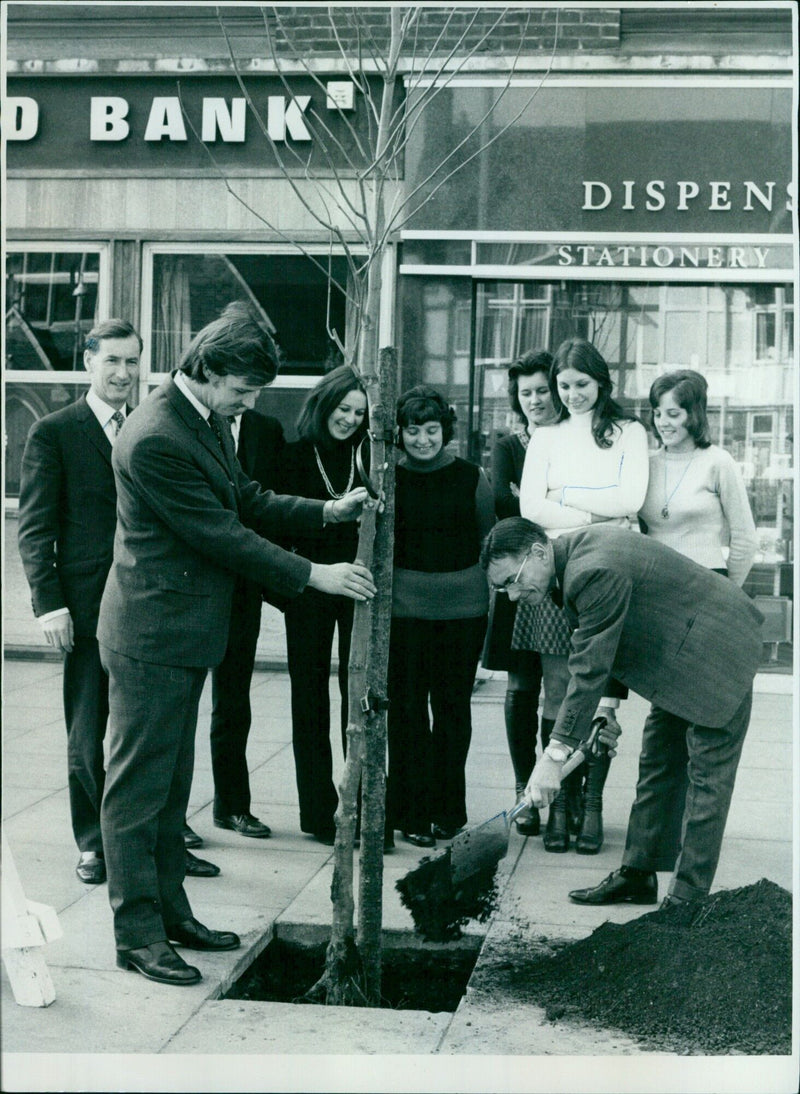 Mr. G.H. Wright, chairman of the Summertown Traders Association, plants a plane tree on Banbury Road in Summertown. - Vintage Photograph