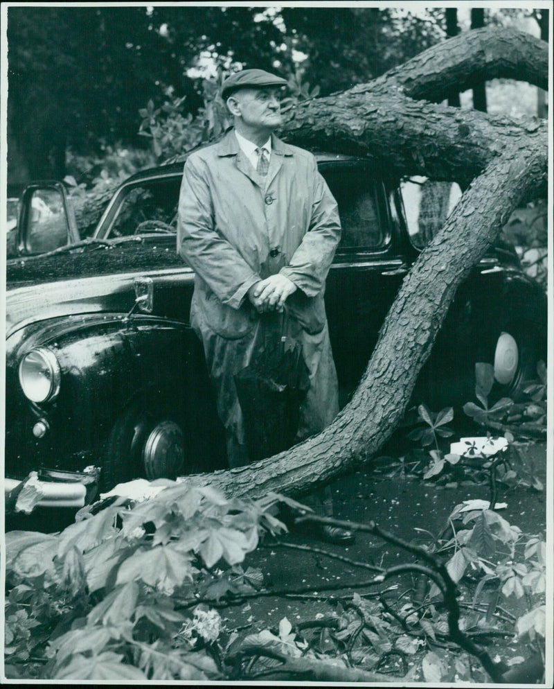 Mr. W.T. Charlton inspects the large branch that fell on his car in Bury Knowle Park. - Vintage Photograph