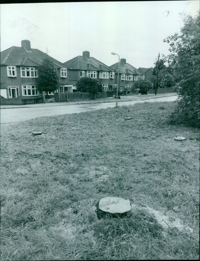 A tree is carved with a frees m54 on October 1, 1985. - Vintage Photograph