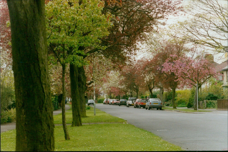 Trees line the path along Five Mile Drive in Oxford, England on April 29, 1994. - Vintage Photograph