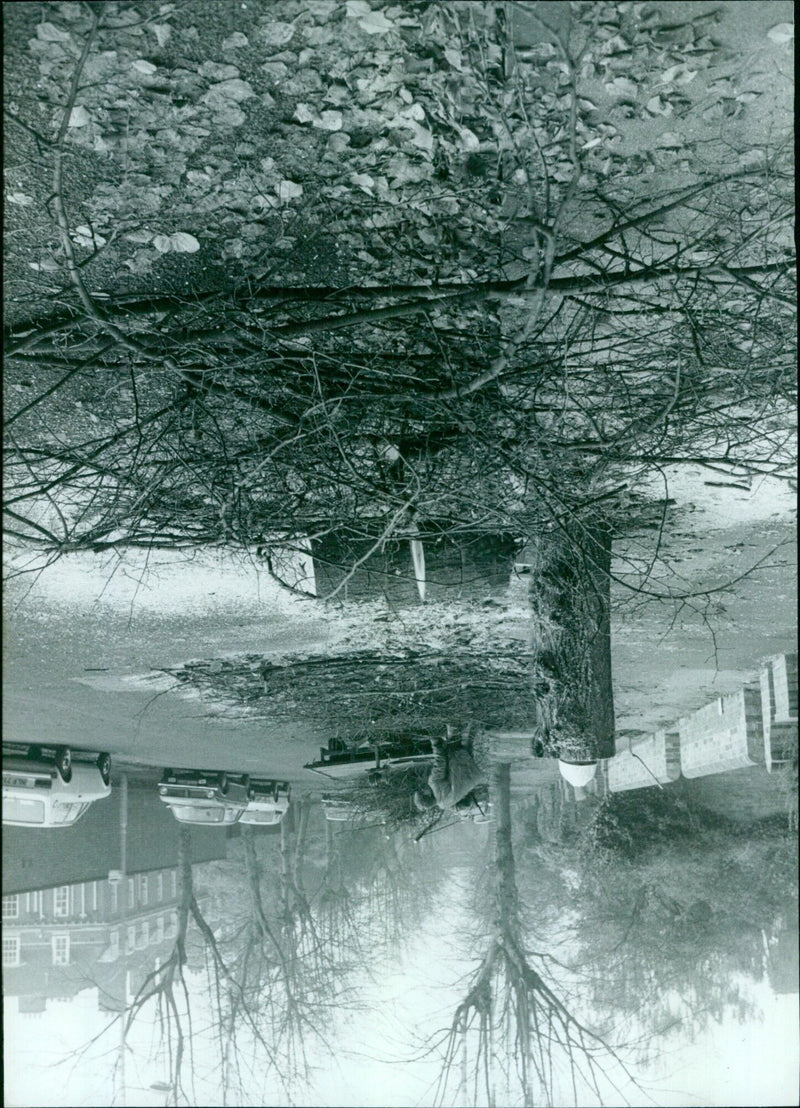 A tree is cut down in Oxford, UK. - Vintage Photograph