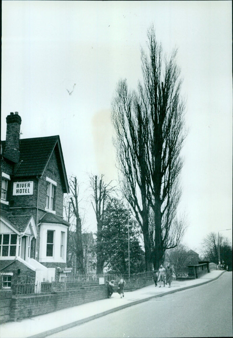 Trees being removed to make way for an improvement scheme at the River Hotel in Oxford. - Vintage Photograph