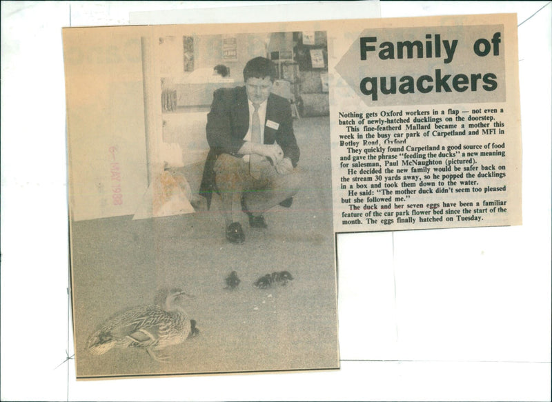 Paul McNaughton, a salesman at Carpetland and MFI in Oxford, England, transports a family of newly-hatched Mallard ducklings back to their stream. - Vintage Photograph