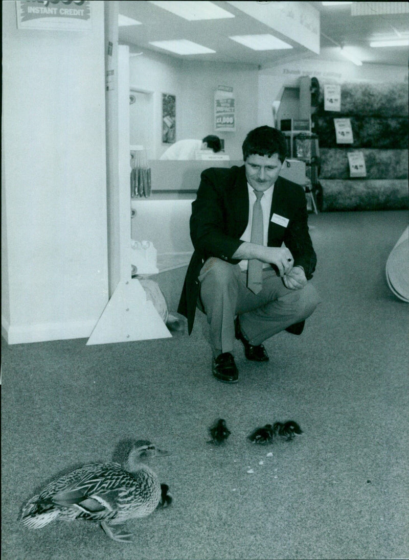 Paul McNaughton, a salesman at Carpetland and MFI in Oxford, England, transports a family of newly-hatched Mallard ducklings back to their stream. - Vintage Photograph