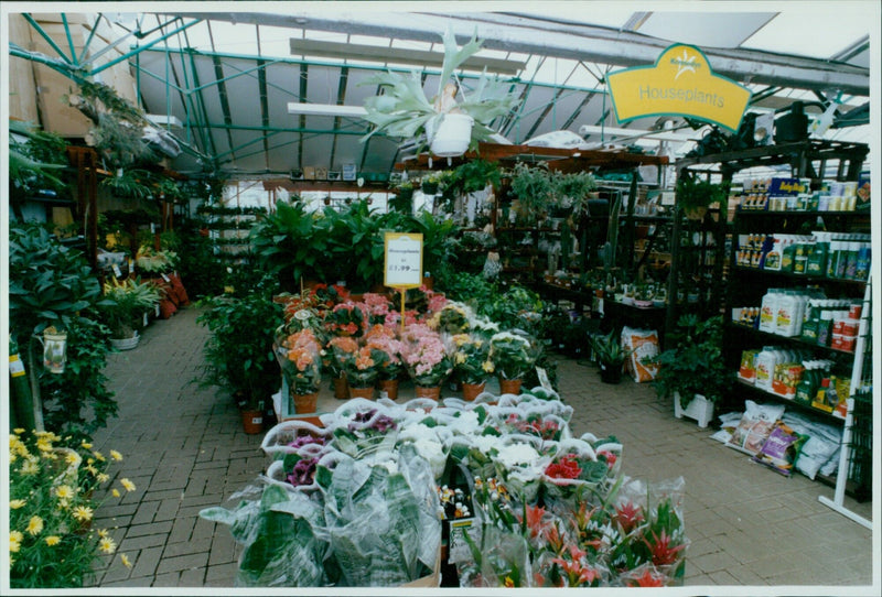 A display of houseplants for sale at Kennedy's Garden Centre. - Vintage Photograph