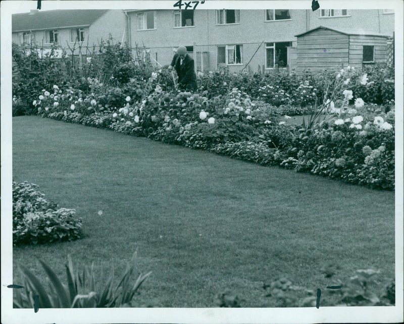 Mr. F.H. Phipps, a tenant of Blay Close on the Blackbird Leys Estate, works in his council house garden. - Vintage Photograph