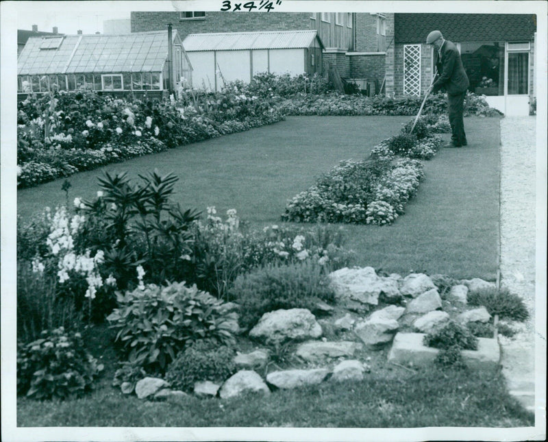 Mr. F. H. Phipps at his garden in Blackbird Leys, Oxfordshire, on September 11th, 1962. - Vintage Photograph