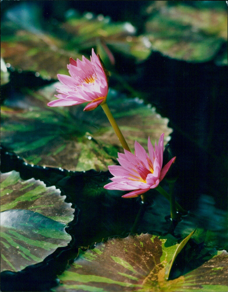 A beautiful Nymphaea Evelyn Randig plant blooms in a Botanic Garden. - Vintage Photograph