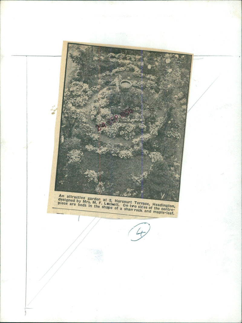 A garden in Headington, Oxfordshire, designed by Mrs. M. F. Lackett, featuring beds in the shape of a shamrock and maple leaf. - Vintage Photograph