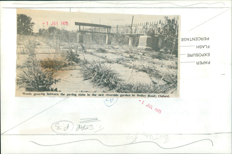 Weeds growing in a new riverside garden in Oxford. - Vintage Photograph