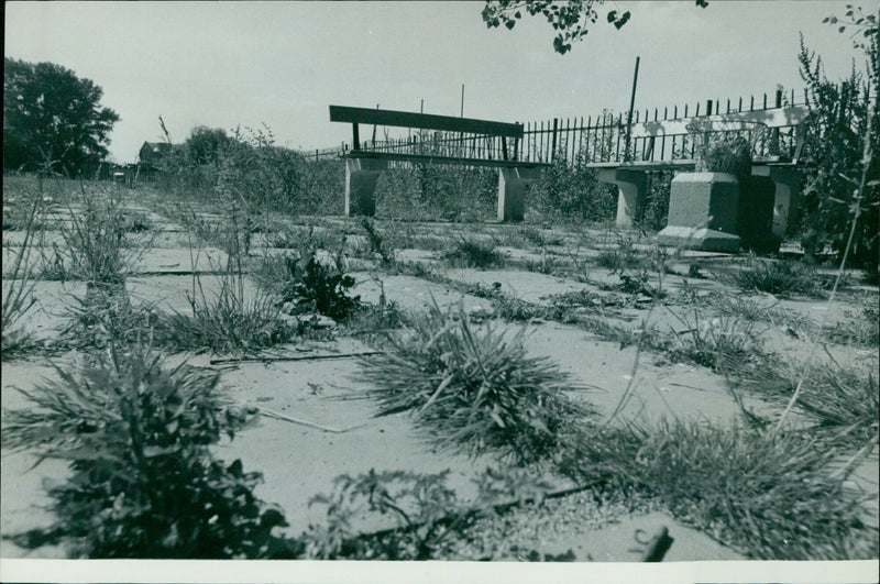 Weeds growing in a new riverside garden in Oxford. - Vintage Photograph