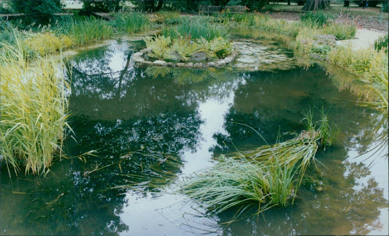 Anne Russell and her daughter Sheila Jessett explore the Oxford Botanic Garden's new bog area. - Vintage Photograph