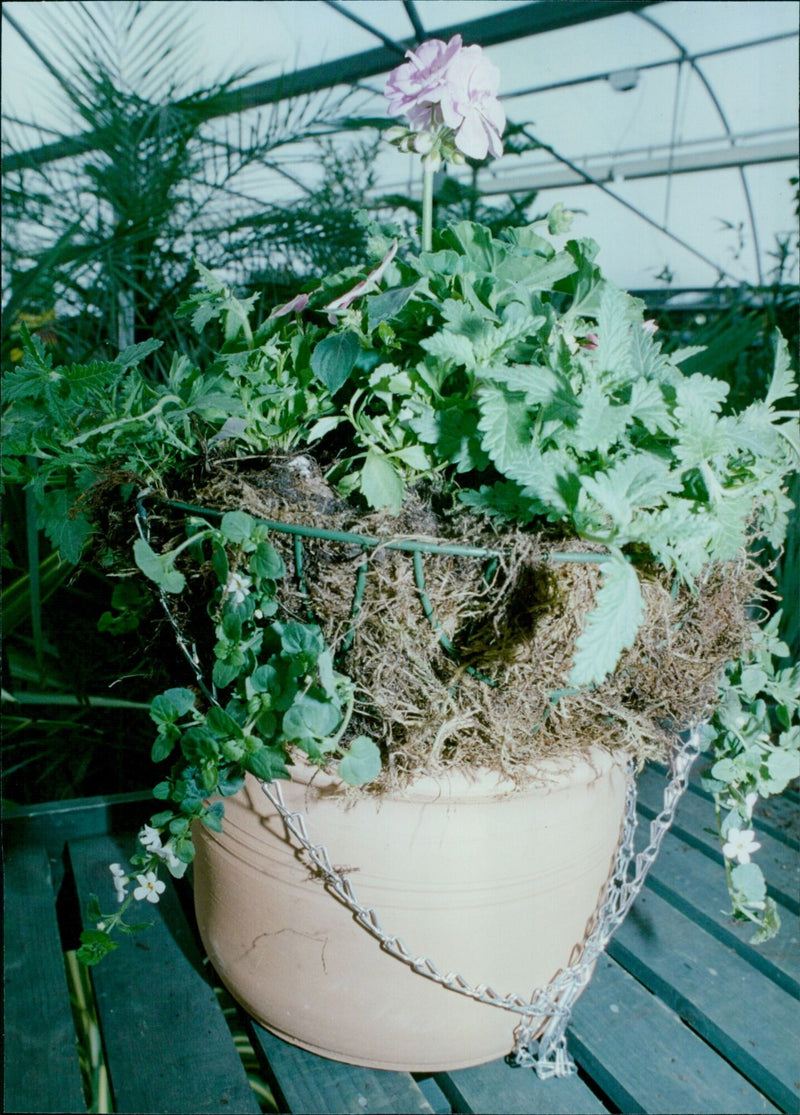 Monica Sloan hangs a basket of flowers outside a building in Oxford, England. - Vintage Photograph