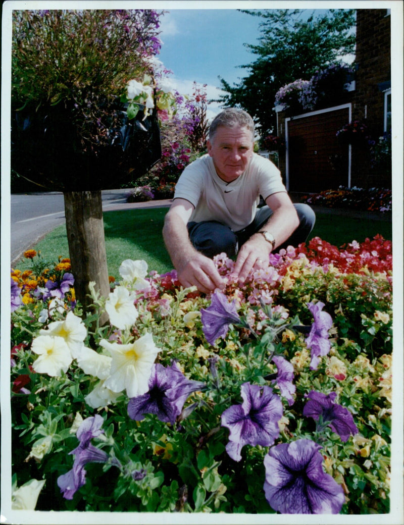 Mr Jeffrey Timms tends his flowers in his garden in Oxford, England. - Vintage Photograph