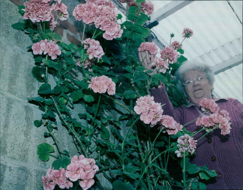 Joan Tomlinson with her 6ft Geranium - Vintage Photograph