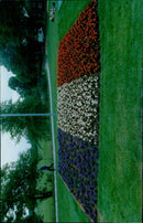 A woman stands among a sea of yellow and white flowers in a field. - Vintage Photograph