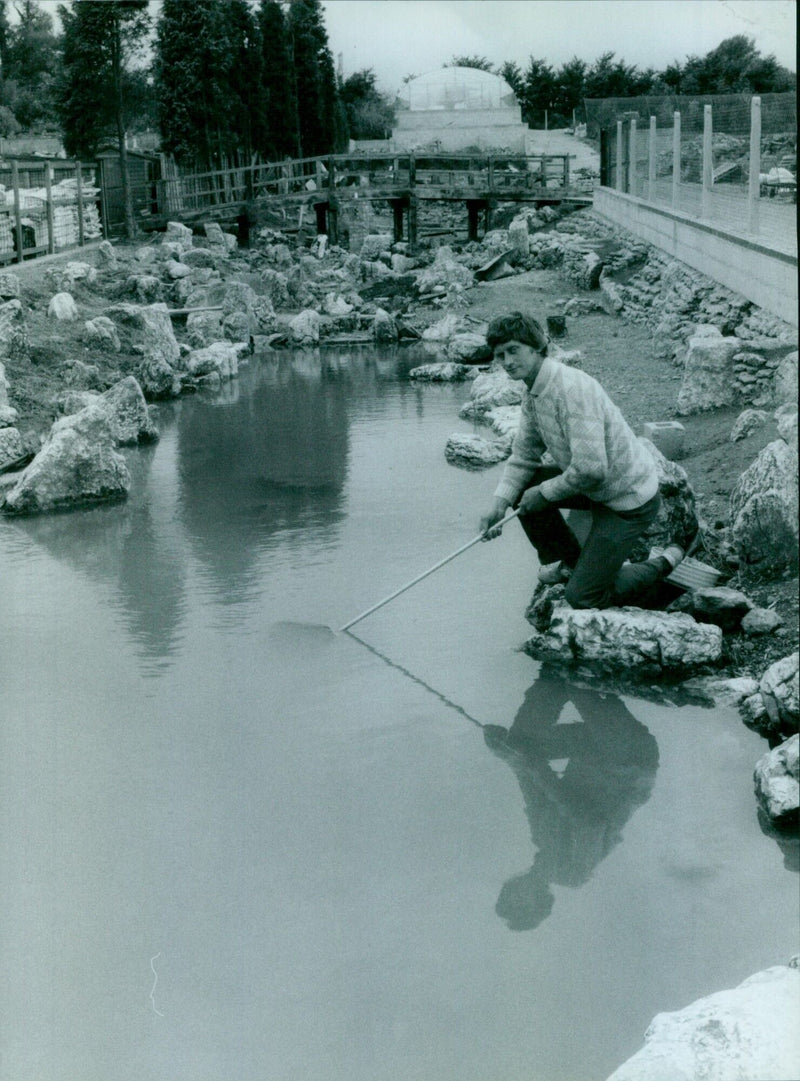 Robin Hunter clearing the pond at a Japanese water-garden. - Vintage Photograph