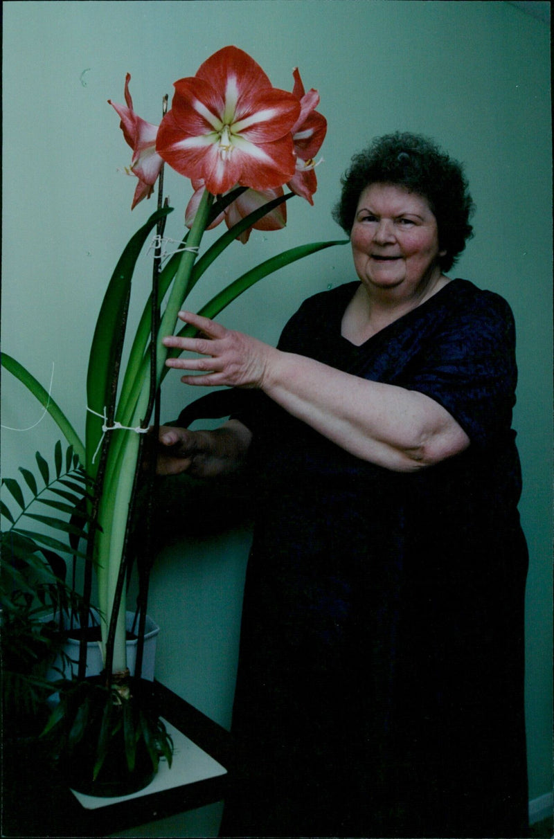 Gillian Stratton proudly holds an amaryllis at her Oxford home. - Vintage Photograph