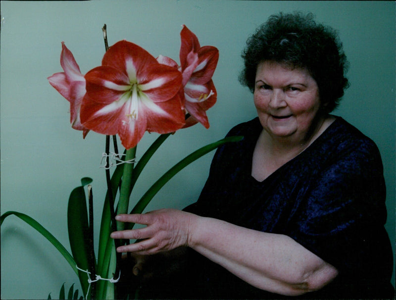 Gillian Stratton holds an amaryllis in Oxford. - Vintage Photograph