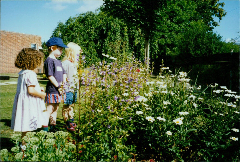 A bright yellow flower blooms amidst a field of dandelions. - Vintage Photograph