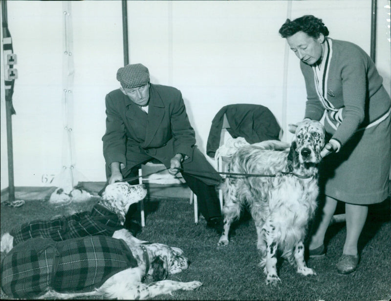 Mr. and Mrs. S. Polton with their trio of English Setters at a pressed steel dog show. - Vintage Photograph