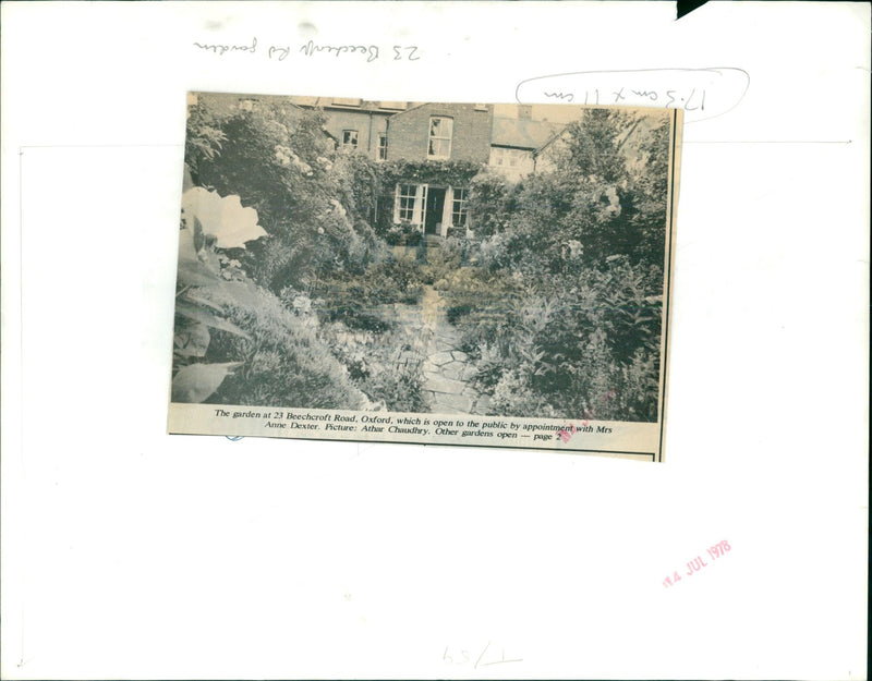 Mrs Anne Dexter opens her garden at 23 Beechcroft Road, Oxford to the public by appointment. - Vintage Photograph