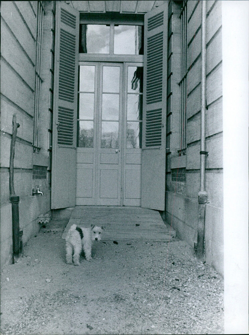 The dog of Jeanne Moreau 1960 - Vintage Photograph