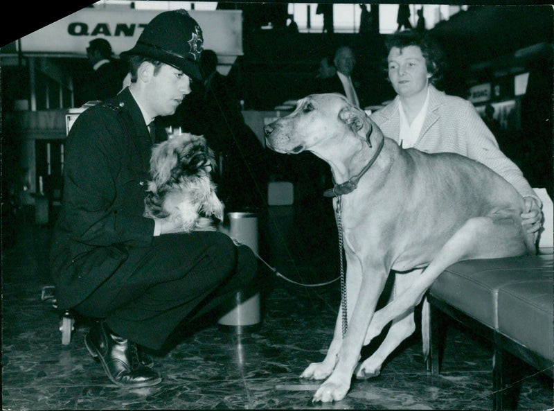 Buzzie and Tootsie are off in search of the sun! - Vintage Photograph