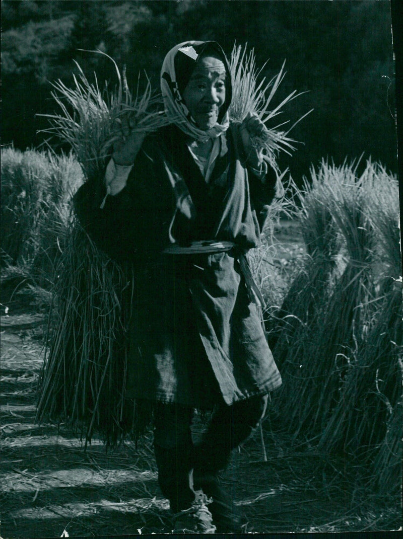 Old farmer carrying straw to repair his thatch roofed cottage - Vintage Photograph