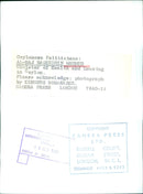 AL-HAJ DADIUDDIN MAHMUD, Minister of Health and Housing in Ceylon - Vintage Photograph