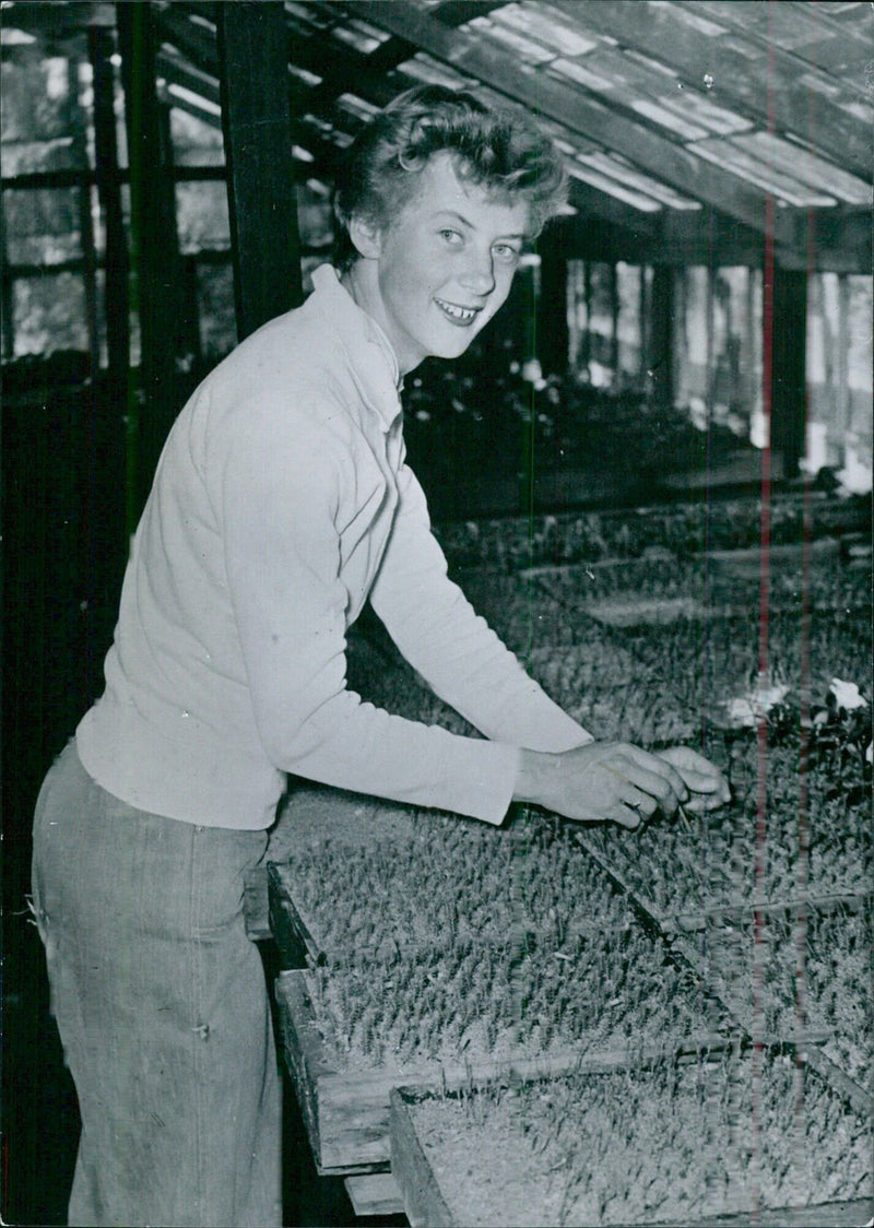 Australian Athletes: BETTY CUTHBERT - Vintage Photograph