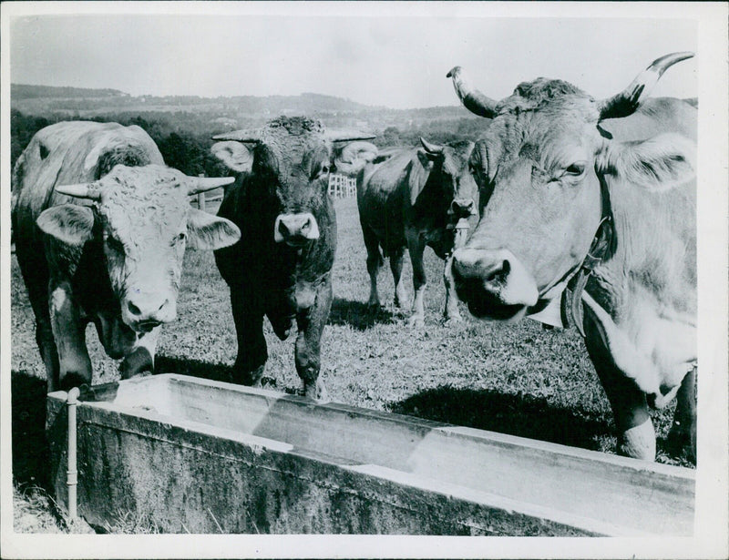 Cows drinking plain water in their trough - Vintage Photograph