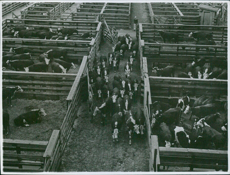 Cattle in Chicago Stockyards, 1944 - Vintage Photograph