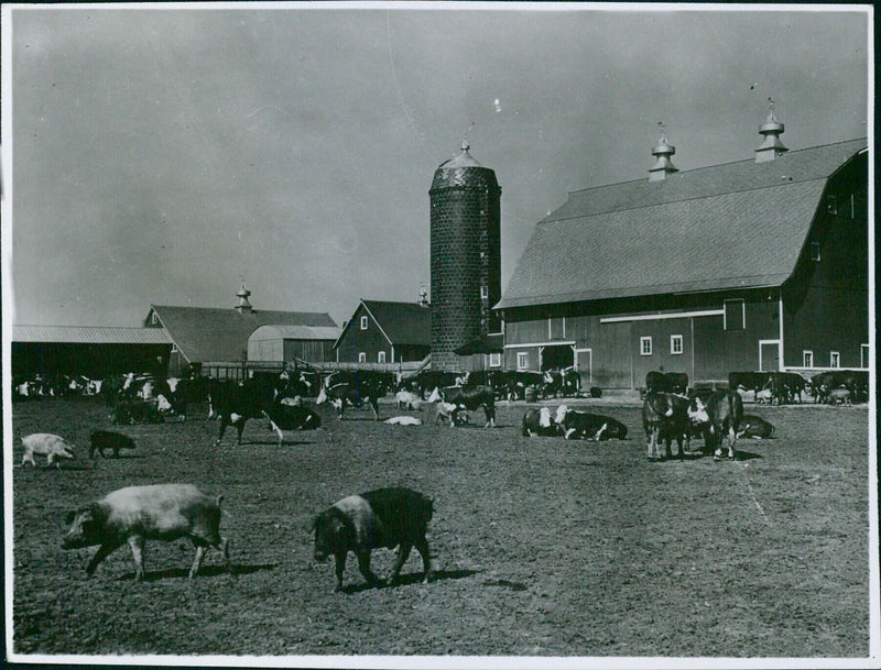 Raising Hogs on Modern Farms - Vintage Photograph