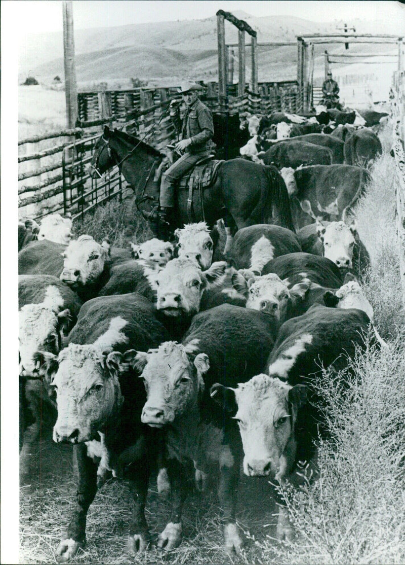 Cowboys herding cattle on horseback in Montana - Vintage Photograph