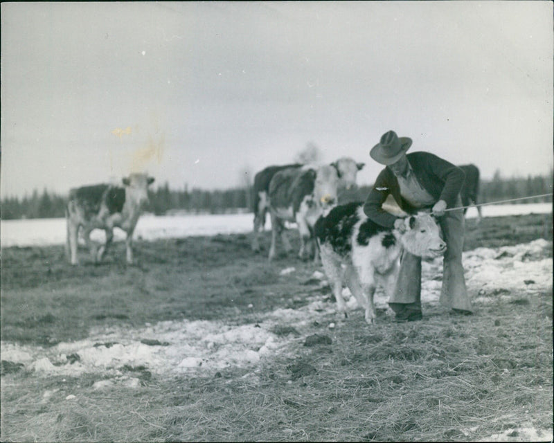 The Steer Who Wouldn't Come - Vintage Photograph