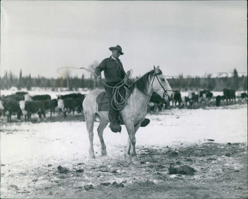 Clem Gardner preparing his lariat after a long day of rounding up cattle. - Vintage Photograph