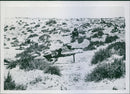 British troops fighting in the desert. - Vintage Photograph