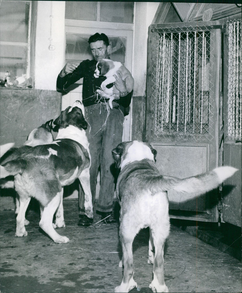 A man playing with his pet dogs.
1959

Monk in the monastery of Saint Bernard - Vintage Photograph