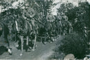Field maneuvers 1926-1928 - Vintage Photograph