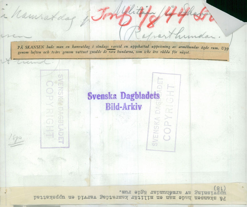 Swedish Military Army Dogs - Vintage Photograph