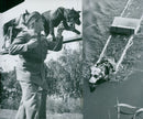 Swedish Military Army Dogs - Vintage Photograph