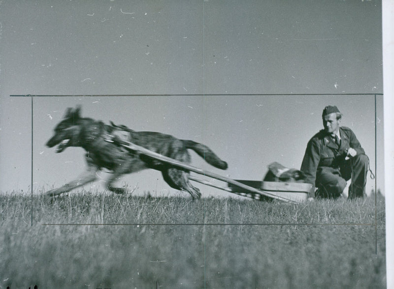Swedish Military Army Dogs - Vintage Photograph