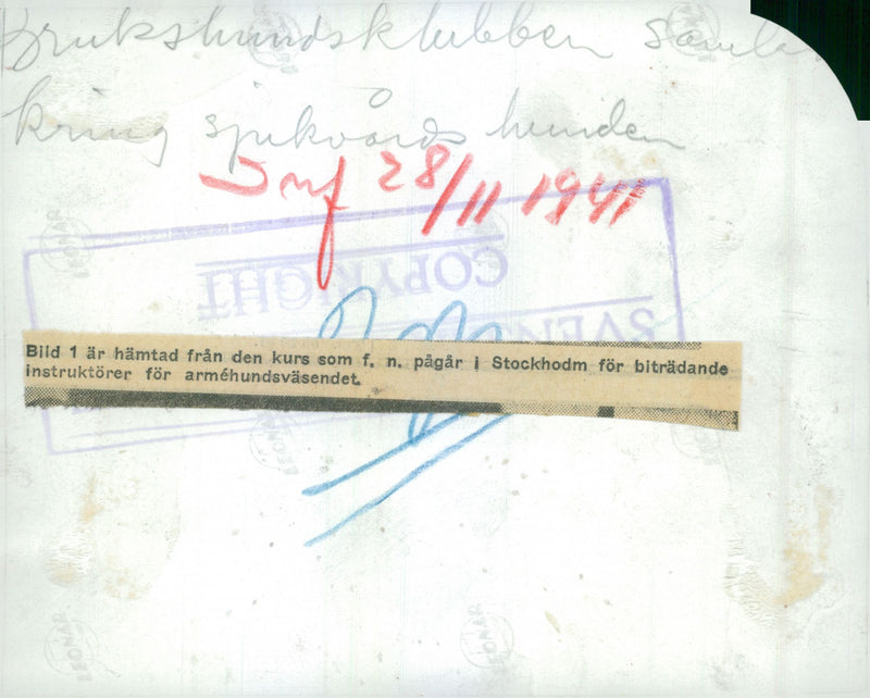 Swedish Military Army Dogs - Vintage Photograph