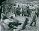 Swedish Military Army Dogs - Vintage Photograph