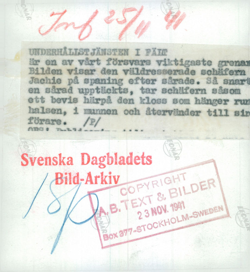 Swedish Military Army Dogs - Vintage Photograph